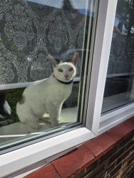 Lost Female Cat last seen Huxley rod, Greater London, England E10 5QX