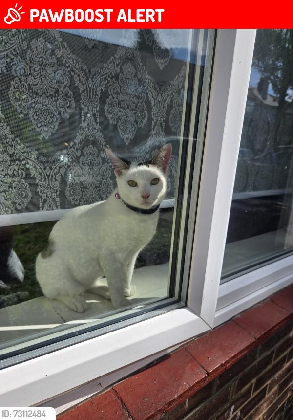 Lost Female Cat last seen Huxley rod, Greater London, England E10 5QX