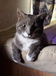 Lost Male Cat last seen Brady Hill Rd, Chillicothe, OH 45601