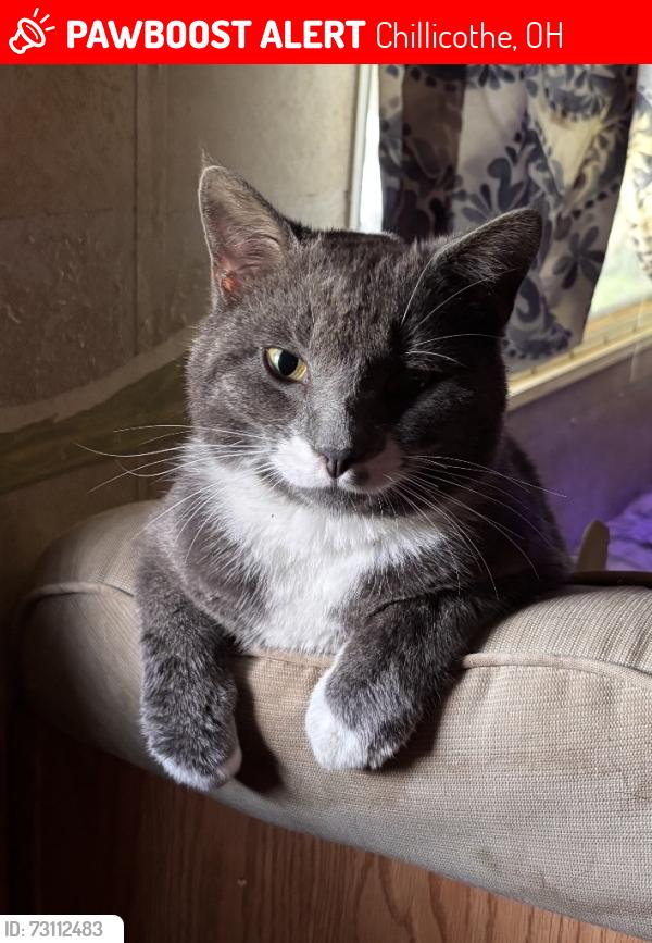 Lost Male Cat last seen Brady Hill Rd, Chillicothe, OH 45601