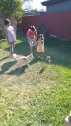 Lost Female Dog last seen T avenue, National City, CA 91950