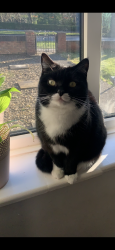 Lost Female Cat last seen Ridgeway, York, Acomb, Acomb, England 