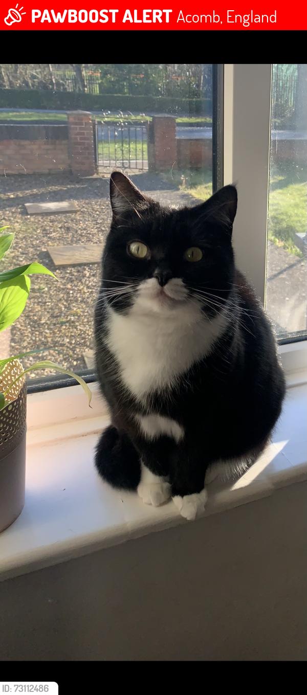 Lost Female Cat last seen Ridgeway, York, Acomb, Acomb, England 