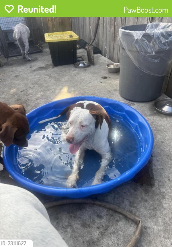 Reunited Male Dog last seen Nw 31st st, Dania Beach, FL 33312