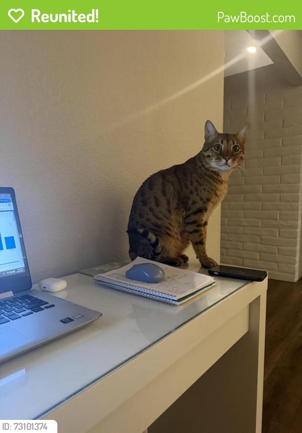 Reunited Male Cat last seen Morgan River ct, Rancho Cordova, CA 95670