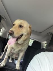 Found/Stray Female Dog last seen Rizzles bar, Fredericktown, PA 15333