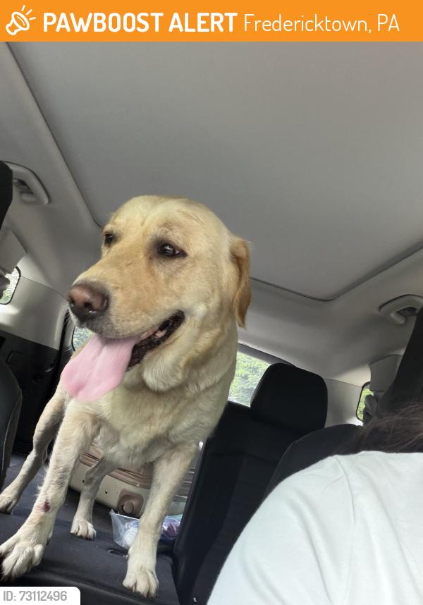 Found/Stray Female Dog last seen Rizzles bar, Fredericktown, PA 15333