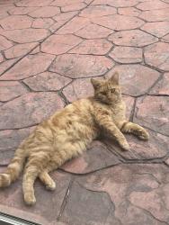 Lost Female Cat last seen Lyric Lane and Skyway, San Jose, CA 95111