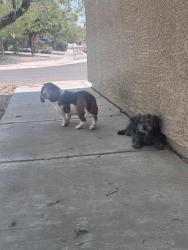 Reunited Female Dog last seen Valencia and Swan, Tucson, AZ 85756
