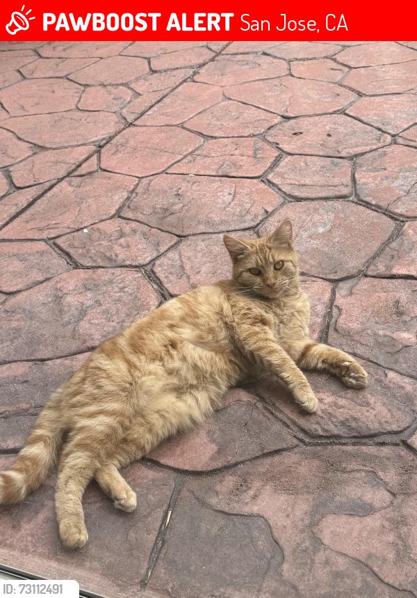 Lost Female Cat last seen Lyric Lane and Skyway, San Jose, CA 95111