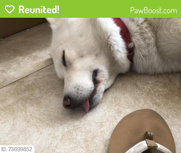 Reunited Male Dog last seen Duncan Rd and Smith, Phelan, CA 92371