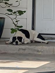 Found/Stray Male Dog last seen Brompton St and Brompton rd, Houston, TX 77025