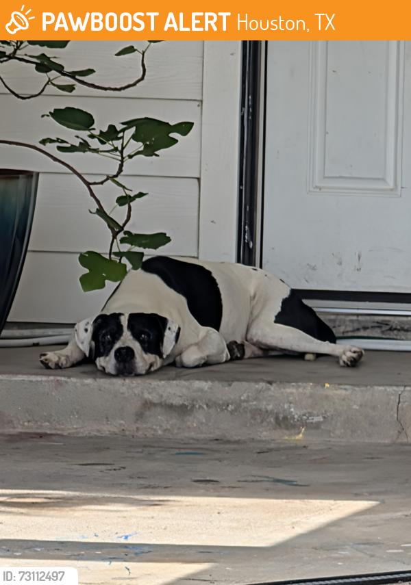 Found/Stray Male Dog last seen Brompton St and Brompton rd, Houston, TX 77025
