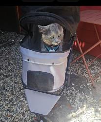 Reunited Female Cat last seen Shiloh Parking Lot, Oakland, CA 94602