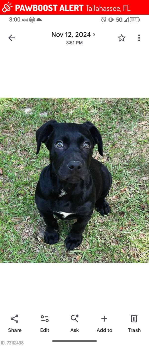 Lost Male Dog last seen Ranchero and wildberry, Tallahassee, FL 32305
