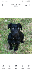 Lost Male Dog last seen Ranchero and wildberry, Tallahassee, FL 32305