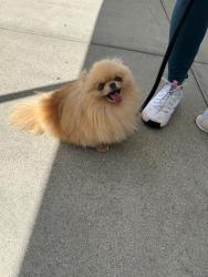Shelter Stray Female Dog last seen Near BLK E KINMOUNT ST, LONG BEACH, CA 90808, 7700 E Spring St, Long Beach, CA 90815, USA