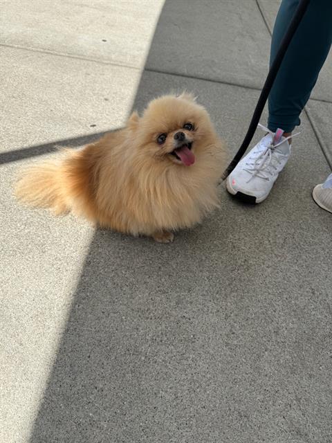 Shelter Stray Female Dog last seen Near BLK E KINMOUNT ST, LONG BEACH, CA 90808, 7700 E Spring St, Long Beach, CA 90815, USA