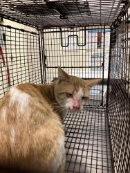 Shelter Stray Male Cat last seen Near BLK ROSE AVE, LONG BEACH, CA 90813, 7700 E Spring St, Long Beach, CA 90815, USA