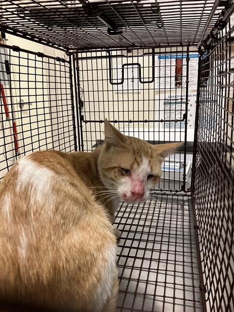 Shelter Stray Male Cat last seen Near BLK ROSE AVE, LONG BEACH, CA 90813, 7700 E Spring St, Long Beach, CA 90815, USA