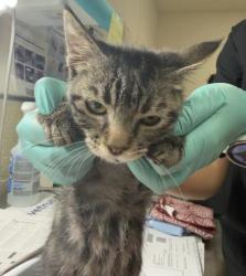 Shelter Stray Female Cat last seen Near BLOCK SIR GAWAINE DR, RIVERSIDE, CA, 6851 Van Buren Boulevard, Jurupa Valley, CA 92509, USA