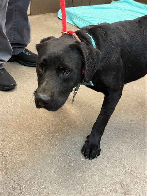 Shelter Stray Male Dog last seen , 4000 N Silverbell Rd, Tucson, AZ 85745, USA