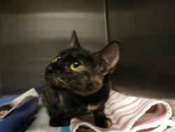 Shelter Stray Female Cat last seen , 11361 W Pico Blvd, Los Angeles, CA 90064, USA