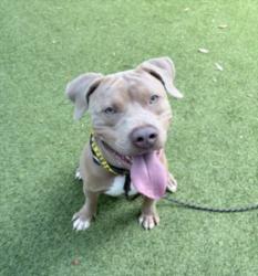 Shelter Stray Male Dog last seen , 14409 Vanowen St, Van Nuys, CA 91405, USA
