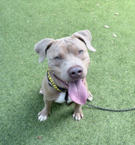 Shelter Stray Male Dog last seen , 14409 Vanowen St, Van Nuys, CA 91405, USA