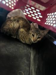 Shelter Stray Female Cat last seen , 14409 Vanowen St, Van Nuys, CA 91405, USA