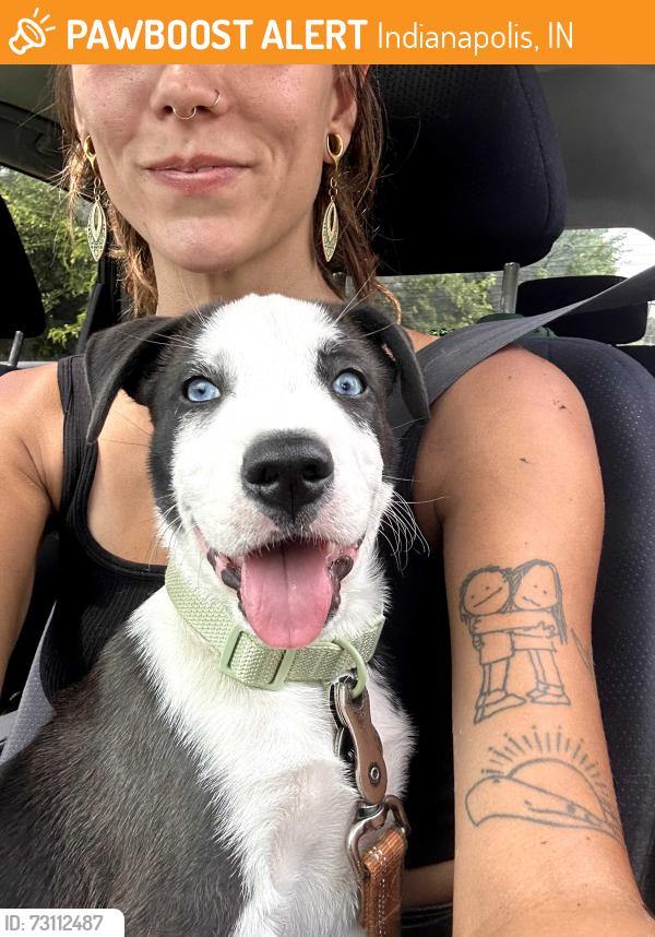 Found/Stray Male Dog last seen Fletcher Ave & Harlan St, Indianapolis, IN 46203