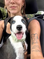Found/Stray Male Dog last seen Fletcher Ave & Harlan St, Indianapolis, IN 46203