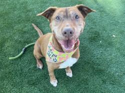 Shelter Stray Female Dog last seen , 3201 Lacy St, Los Angeles, CA 90031, USA