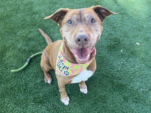 Shelter Stray Female Dog last seen , 3201 Lacy St, Los Angeles, CA 90031, USA