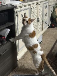 Reunited Female Cat last seen El Sombrero Motel 604 Trenton Rd, Browns Mills, NJ 08015, Pemberton Township, NJ 08015