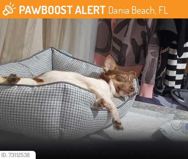 Found/Stray Male Dog last seen Dania, Dania Beach, FL 33004