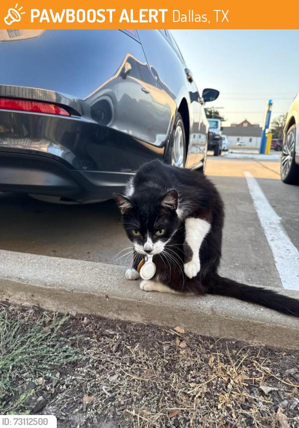 Found/Stray Unknown Cat last seen Simpson and Hill street, Dallas, TX 75204