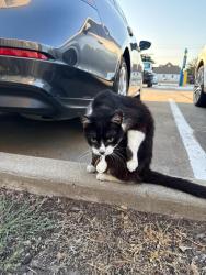 Found/Stray Unknown Cat last seen Simpson and Hill street, Dallas, TX 75204