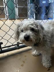 Shelter Stray Female Dog last seen Near BLOCK WELTON ST, 130 Beyer Way, Chula Vista, CA 91911, USA