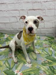 Shelter Stray Female Dog last seen Near BLOCK GRATIOT AVE, DETROIT MI 48205, 7401 Chrysler Dr, Detroit, MI 48211, USA