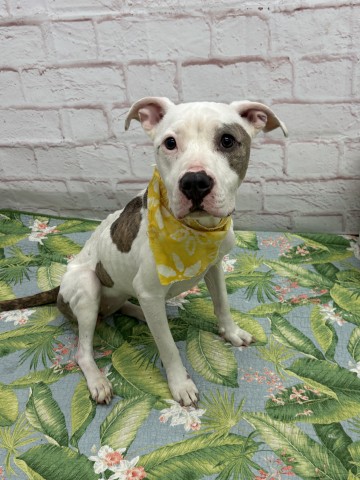 Shelter Stray Female Dog last seen Near BLOCK GRATIOT AVE, DETROIT MI 48205, 7401 Chrysler Dr, Detroit, MI 48211, USA