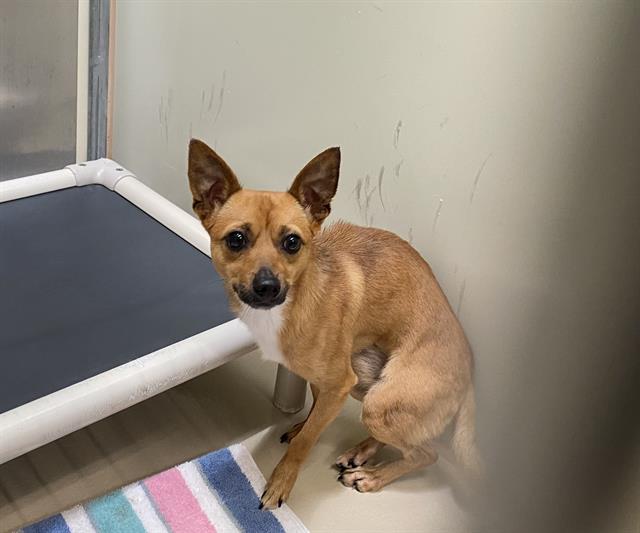 Shelter Stray Male Dog last seen Near BLOCK W WISCONSIN AVE, 3839 W Burnham St, West Milwaukee, WI 53215, USA