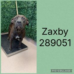 Shelter Stray Male Dog last seen PRESIDENTIAL PRKWY, 4214 Fulton Mill Rd, Macon, GA 31216, USA