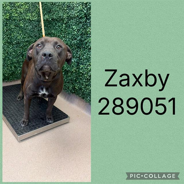 Shelter Stray Male Dog last seen PRESIDENTIAL PRKWY, 4214 Fulton Mill Rd, Macon, GA 31216, USA