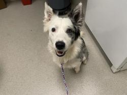 Shelter Stray Male Dog last seen PLACER HILLS RD & WEIMAR CROSS RDS, 11232 B Ave, Auburn, CA 95603, USA