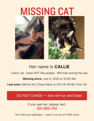 Lost Female Cat last seen Hill Rd and Hill 23 Dr, Flint, MI 48507