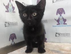 Shelter Stray Male Cat last seen , 2769 Conroy Rd, Orlando, FL 32839, USA