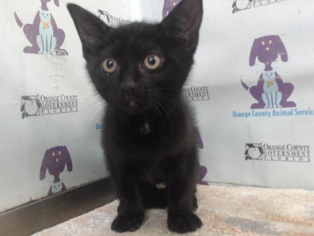 Shelter Stray Male Cat last seen , 2769 Conroy Rd, Orlando, FL 32839, USA