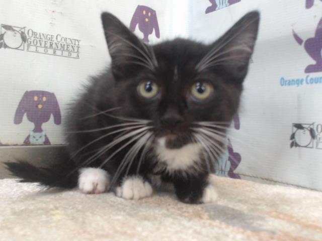 Shelter Stray Female Cat last seen , 2769 Conroy Rd, Orlando, FL 32839, USA