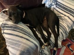 Found/Stray Female Dog last seen NE 27th St and Eastern St Moore OK, Oklahoma City, OK 73111